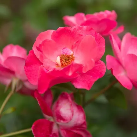 La Roseraie 3* ヴィットリッヒ