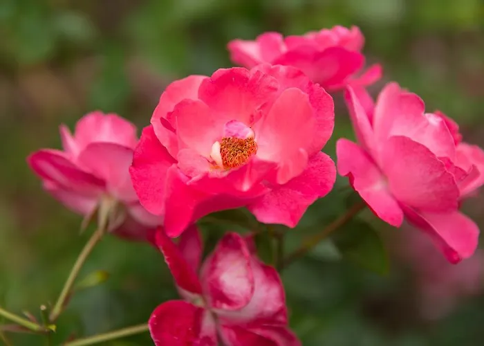 La Roseraie 3* ヴィットリッヒ